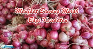 Manfaat Bawang Merah Bagi Kesehatan