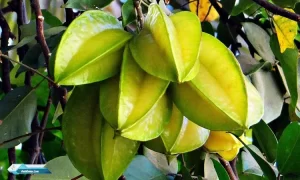 Manfaat Buah Belimbing Dan Kandungan Di Dalamnya