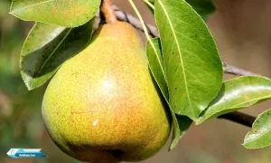 Manfaat Buah Pir Untuk KesehatanManfaat Buah Pir Untuk Kesehatan
