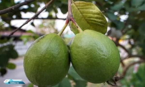 Manfaat Daun Jambu Biji Bagi Kesehatan