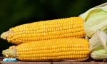 Manfaat Jagung Untuk Kesehatan