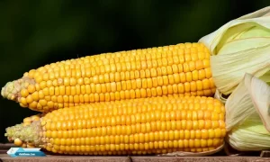 Manfaat Jagung Untuk Kesehatan