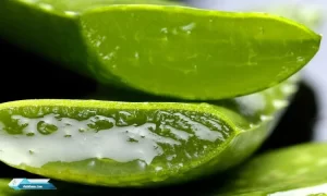 Manfaat Lidah Buaya Atau Aloe Vera Untuk Wajah