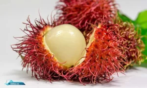 Manfaat Rambutan Untuk Kesehatan