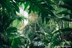 Fungsi Penting Daun pada Tumbuhan