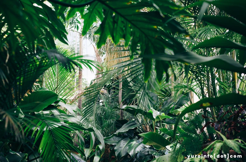Fungsi Penting Daun pada Tumbuhan