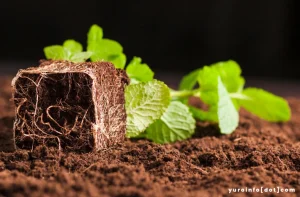 Symbiosis Akar Tanaman Dan Mikroorganisme yang Mutualisme