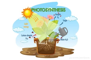 Fotosintesis Tumbuhan, Proses Biokimia yang Kompleks